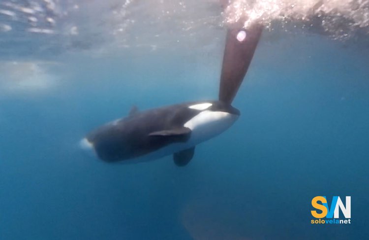 Un'orca intenta a colpire il timone